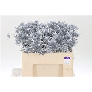 Eryngium Dyed Silver