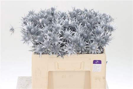 <h4>Eryngium Dyed Silver</h4>