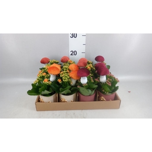 Arr. Planten L%