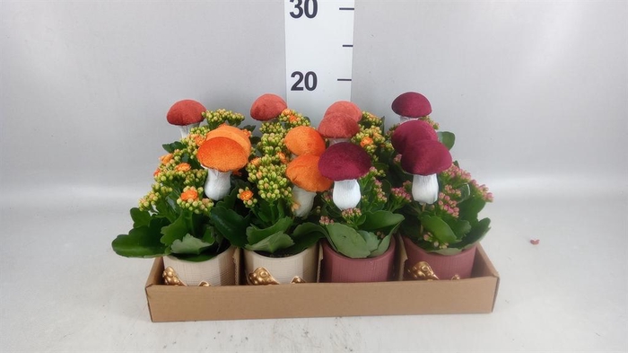 <h4>Arr.    Planten  L%</h4>