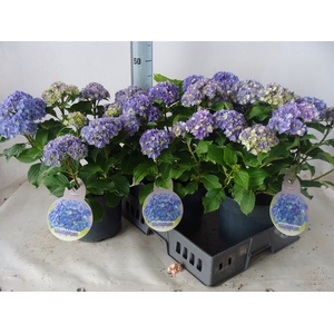 Hydrangea mac.