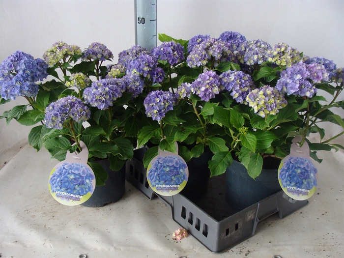 <h4>Hydrangea mac.</h4>