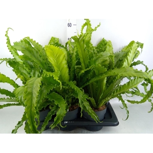 Asplenium antiquum 'Osaka'