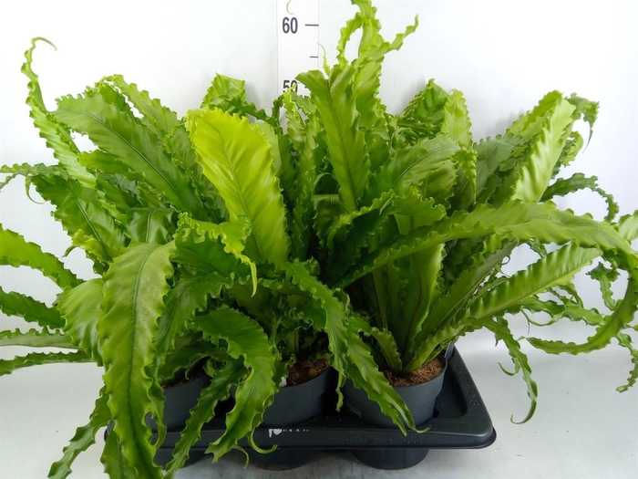 <h4>Asplenium antiquum 'Osaka'</h4>