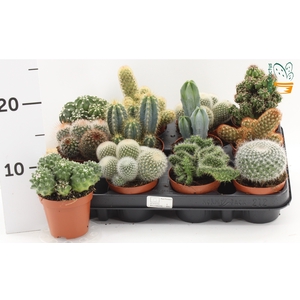 CACTUS GEM