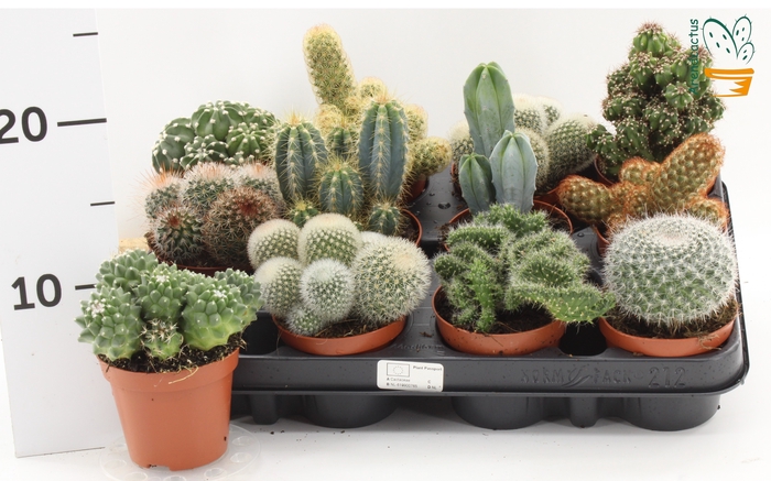 <h4>CACTUS GEM</h4>
