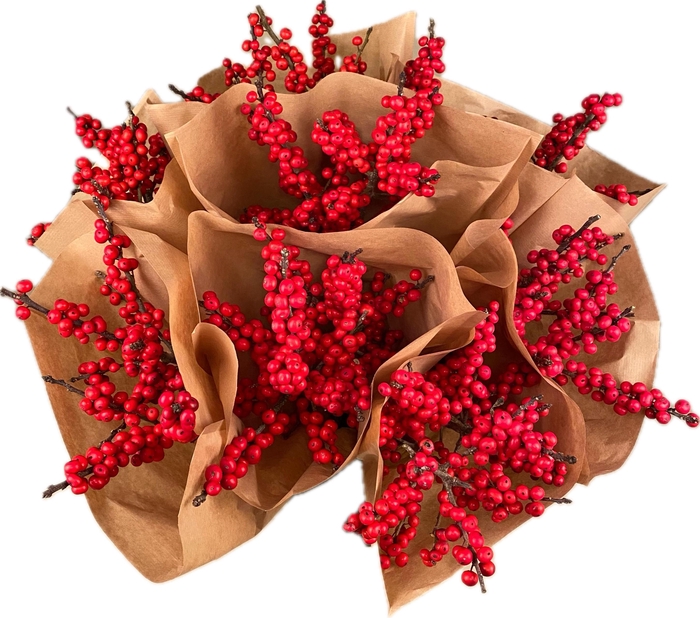 <h4>Bq Mono Ilex x2</h4>