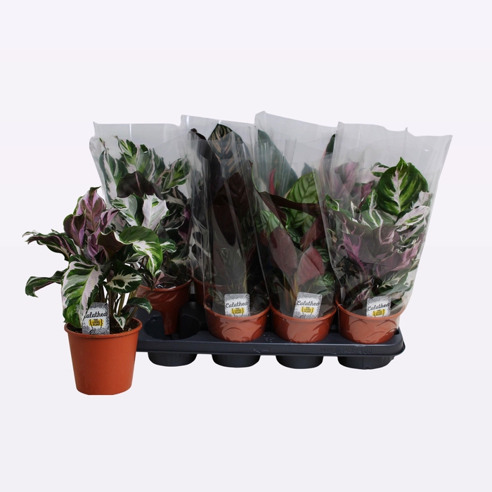 <h4>CALAT GEM 3 SRT</h4>