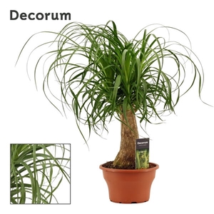 Beaucarnea recht 19 cm schaal (Decorum)