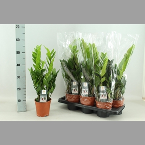 ZAMIO ZAMIIFOLIA