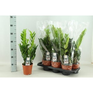 ZAMIO ZAMIIFOLIA