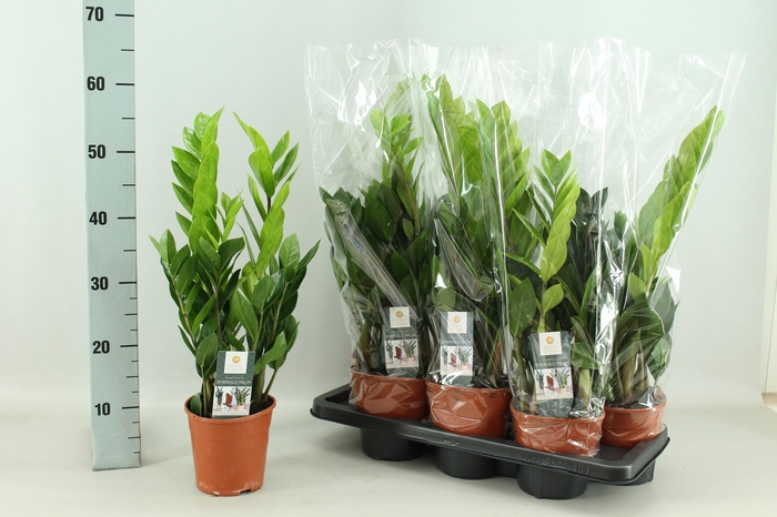 <h4>ZAMIO ZAMIIFOLIA</h4>