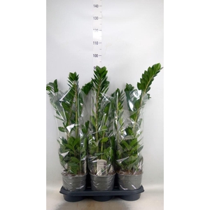 Zamioculcas zamiifolia