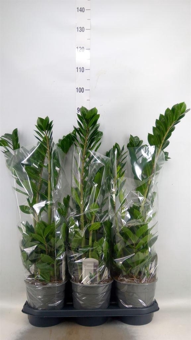 <h4>Zamioculcas zamiifolia</h4>