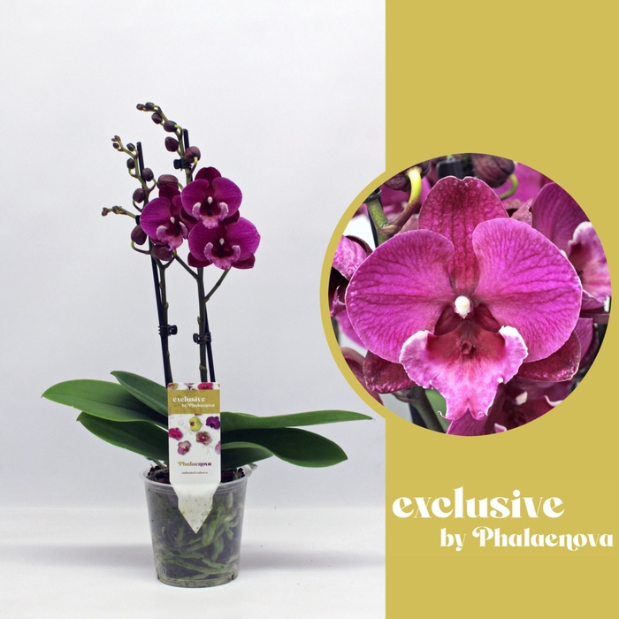 <h4>Phalaenopsis overig paars (meerdere</h4>