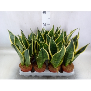Sansevieria trifa. 'Futura Superba'
