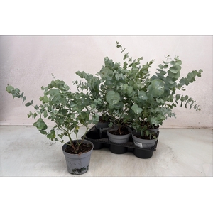 EUCAL GUNNII
