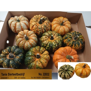 CUCURBITA PEPO