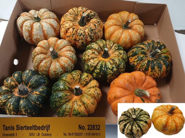 <h4>CUCURBITA PEPO</h4>