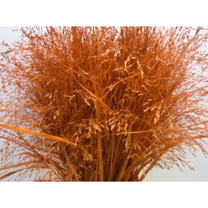 Panicum Warrior Dark Oranje