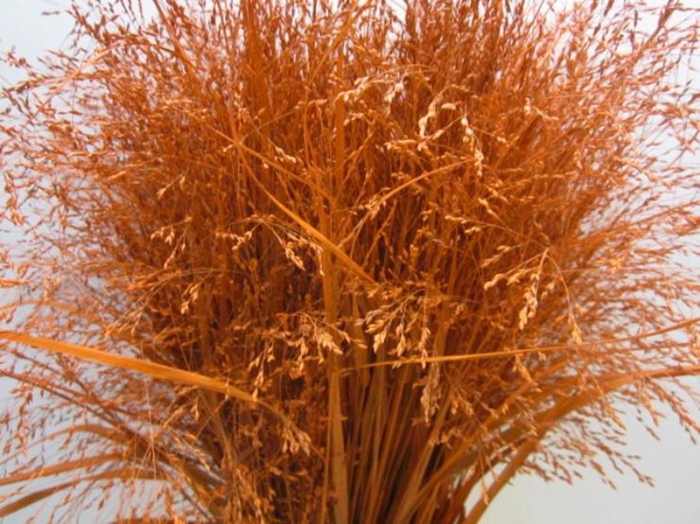 <h4>Panicum Warrior Dark Oranje</h4>