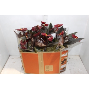 ANTHURIUM DELICATA P17