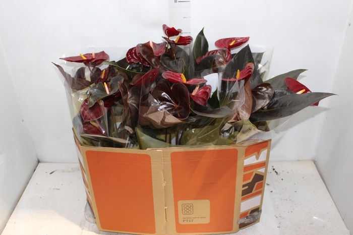 ANTHURIUM DELICATA P17