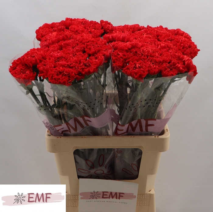 <h4>DI ST CORTES</h4>