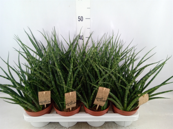 <h4>Sansevieria  'Fernwood'</h4>