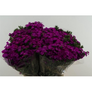 Di Barb Neon Purple 75cm