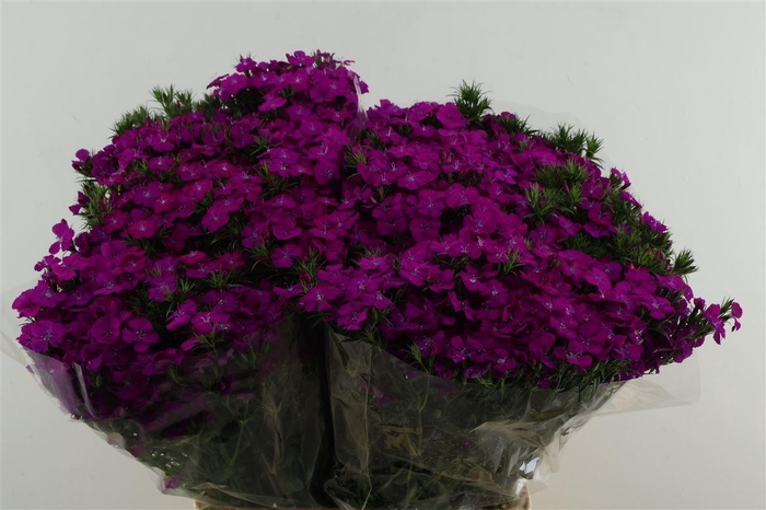 <h4>Di Barb Neon Purple 75cm</h4>