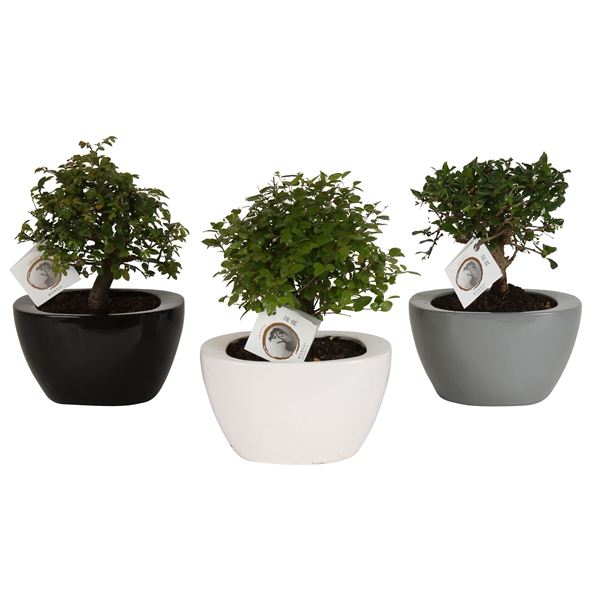 <h4>Bonsai Mixed in ø22cm Folded pot colormix</h4>