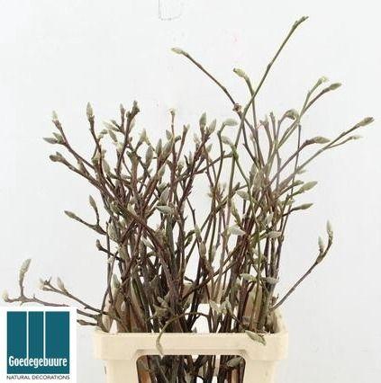 <h4>MAGNOLIA GRANDIFLORA</h4>