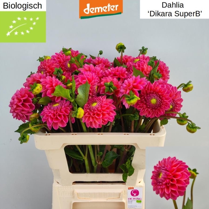 <h4>. Organic Dahlia Dikara Superb</h4>