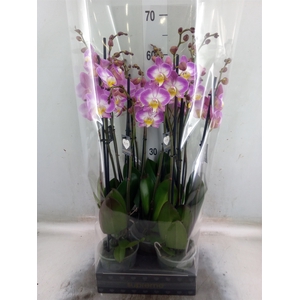 Phalaenopsis  'Ant Split'