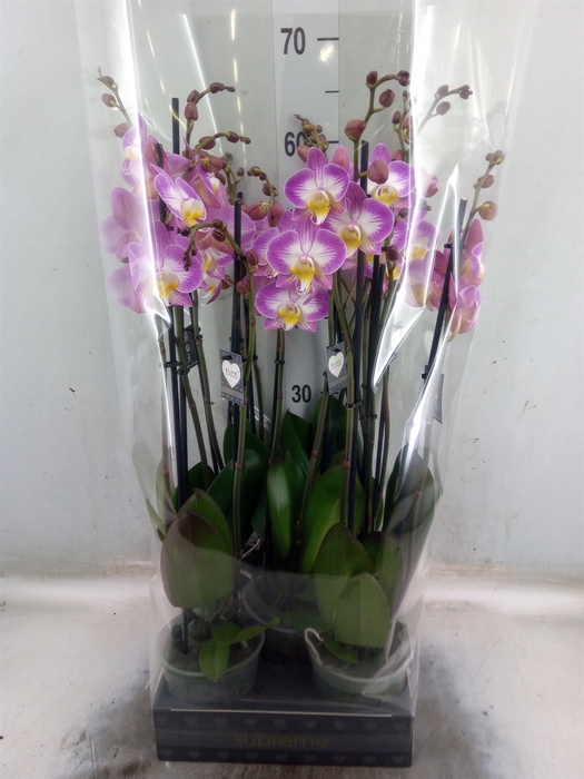 <h4>Phalaenopsis  'Ant Split'</h4>