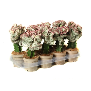 Euphorbia lactea 'Cristata'