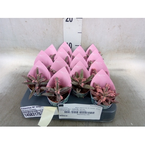 Kalanchoe NF daigremonti