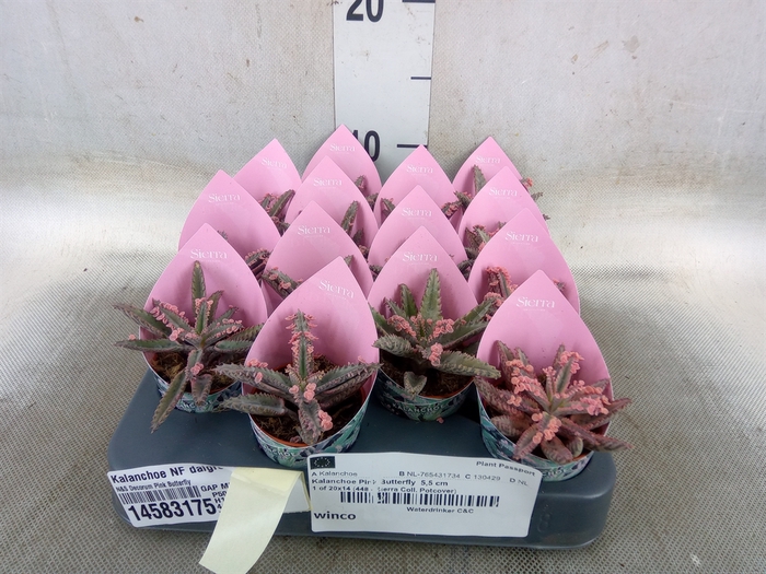<h4>Kalanchoe NF daigremonti</h4>