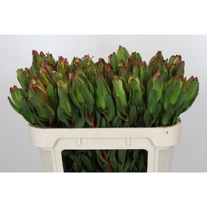 Leucadendron Laurel Yellow