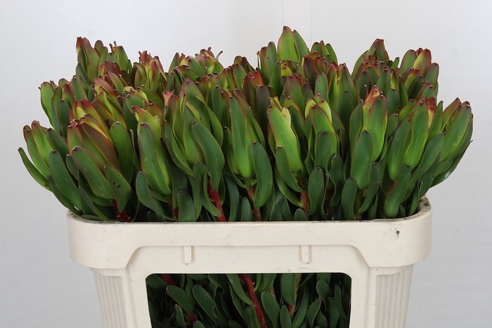 <h4>Leucadendron Laurel Yellow</h4>