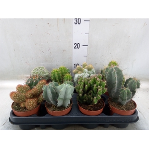 Cactus   ...mix
