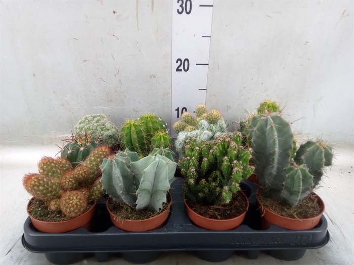 <h4>Cactus   ...mix</h4>