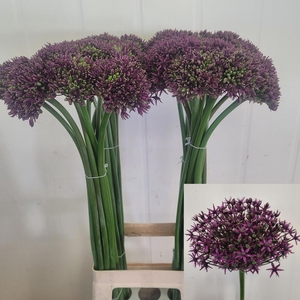 ALLIUM MIAMI ALLIUM  MIAMI