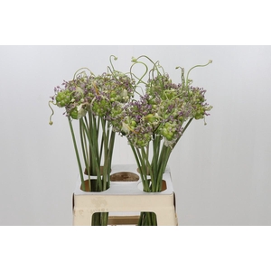 Allium Green Drops