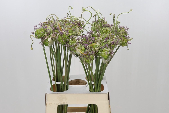 <h4>Allium Green Drops</h4>