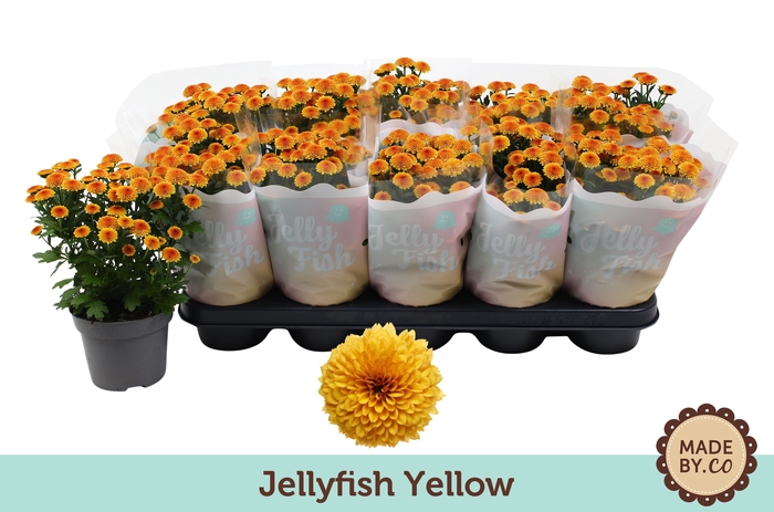 <h4>Chrys Jellyfish Yellow</h4>