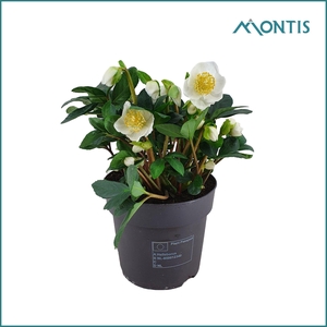 Hell Ni Christmas Carol Medium