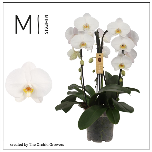 <h4>Mimesis Phal. Crown White - 3 spike 21cm</h4>