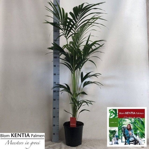 Howea forsteriana 24Ø 160cm 5pp